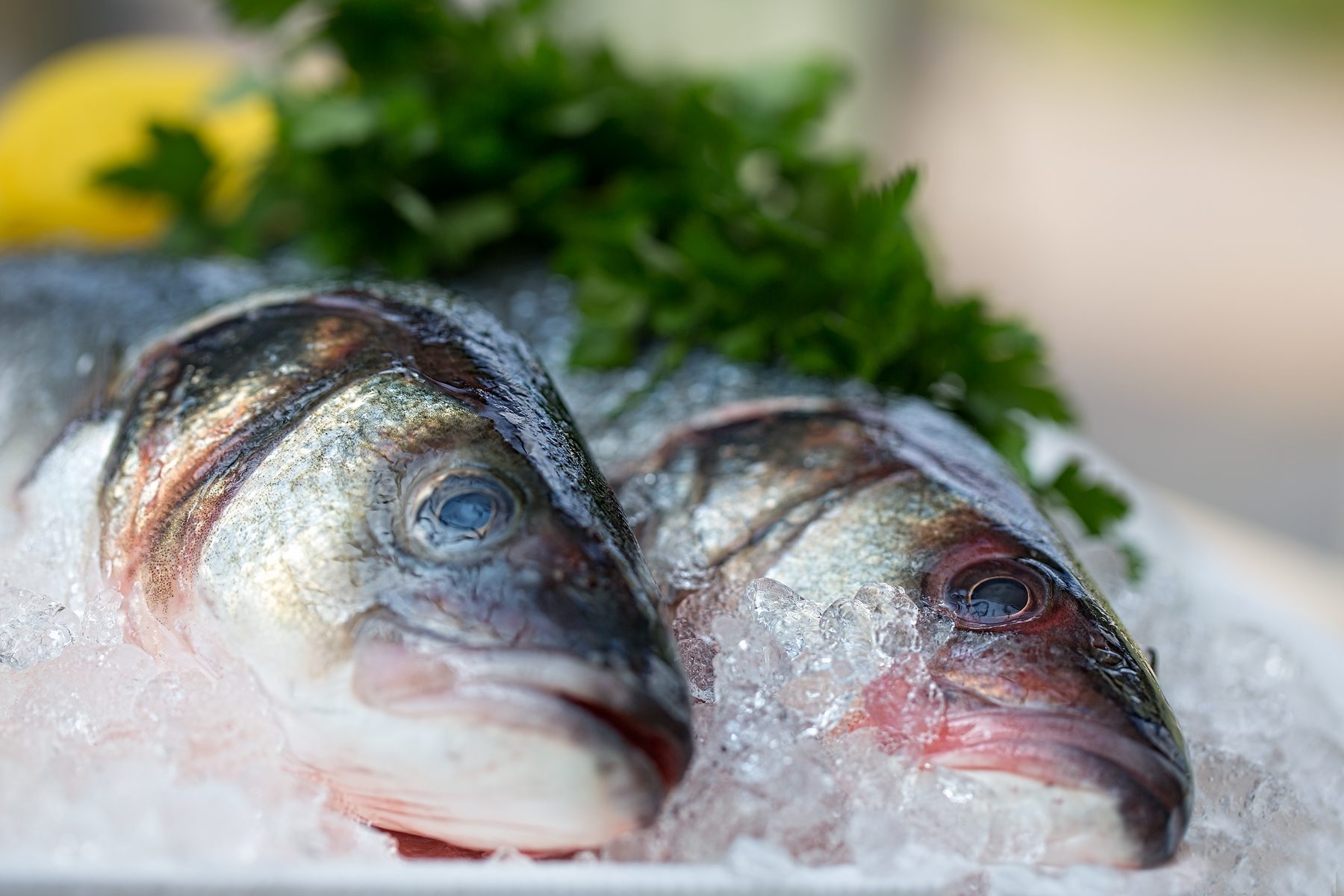 Food Photography, commercial photography. Sea Bass, Fish Pictures